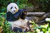 Зоопарк Панда